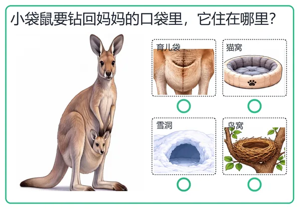 动物住哪里卡片:小袋鼠钻回育儿袋