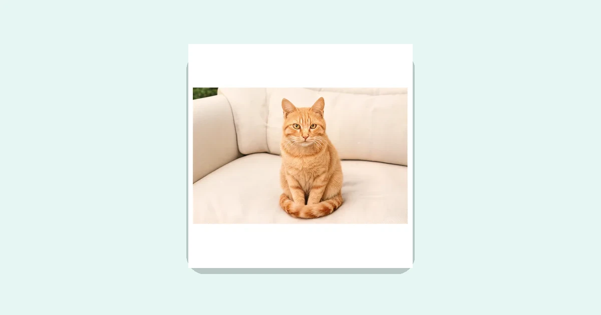孤独症孩子会说猫却说“一个猫”、量词全混着用怎么办？用量词学习卡片教他说一只猫一条鱼一辆车，家长在家跟着练