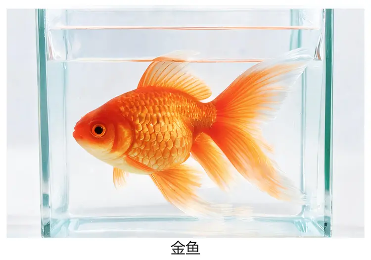 动物认知训练卡片实物展示