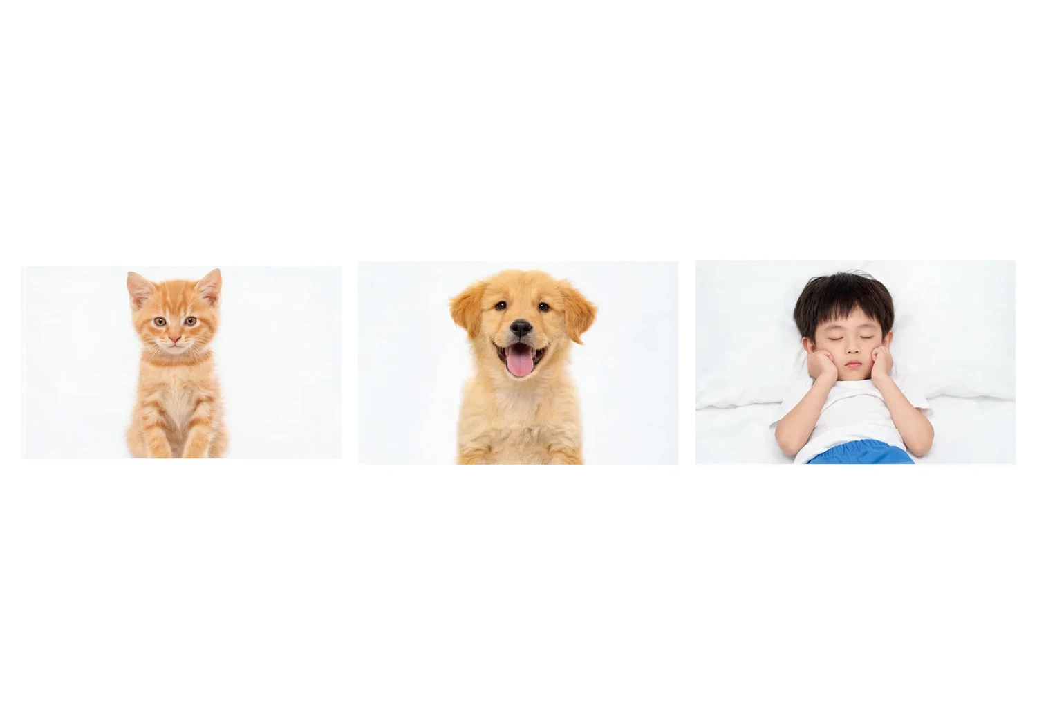 31 小猫和小狗在睡觉